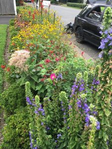 Rain gardens provide several benefits. They reduce flooding, enhance nature, and beautify communities. Photo Credit: Dave Chalek