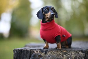 Dress up your pets at "Sweater Weather River Walk". Photo Credit: Pixabay