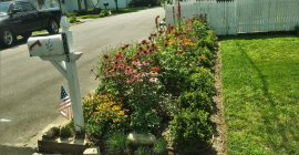 The No-Mow Lawn: Replacing Your Lawn with Native Plants